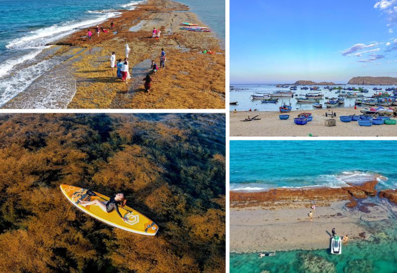 tour-quy-nhon-6 Lặn ngắm san hô và rừng rong mơ